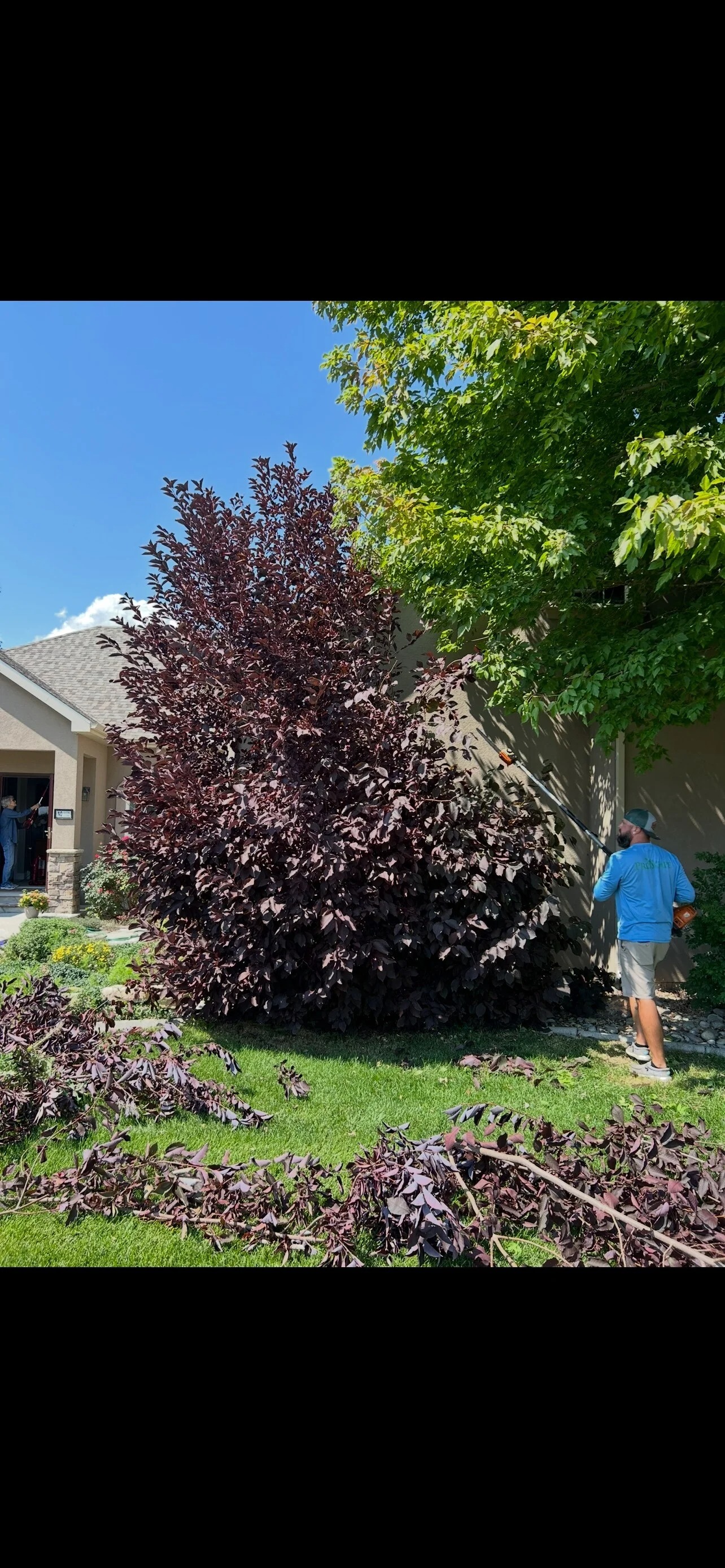 ProScape crew member trimming a large ornamental shrub with a pole trimmer